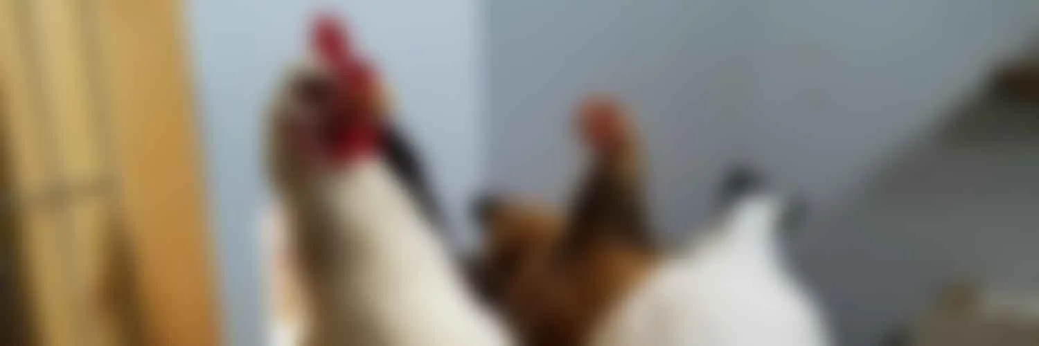 Hens in a henhouse.