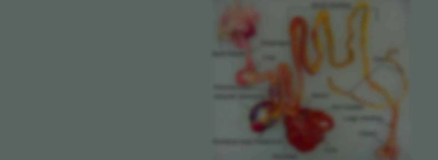 An anatomical diagram of the avian digestive tract.