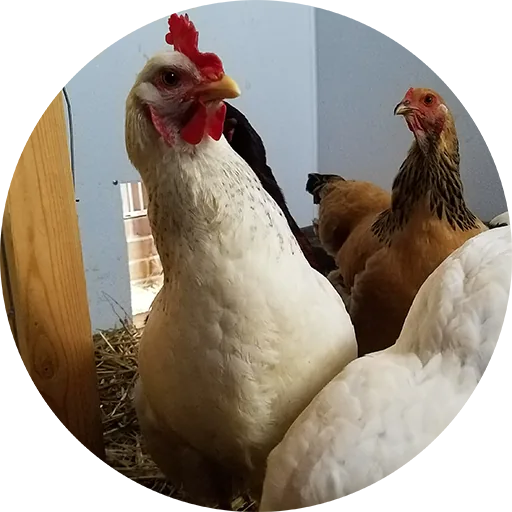 Hens feeding, the source of the colour variation.
